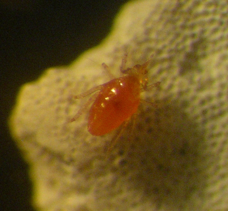 Acaro Bdellidae